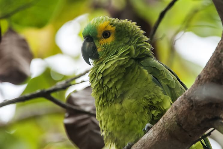 Amazonen: Blaustirnamazone