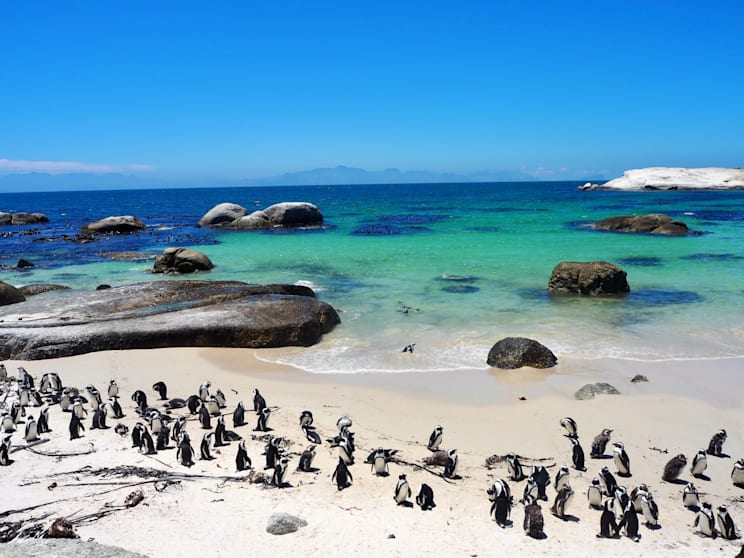 Pinguine: Brillenpinguine