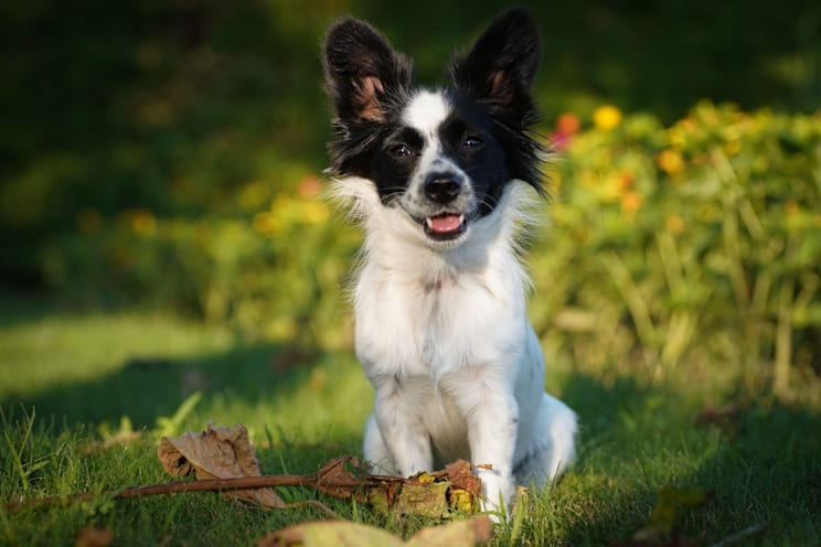 Papillon: Schmetterlingshündchen