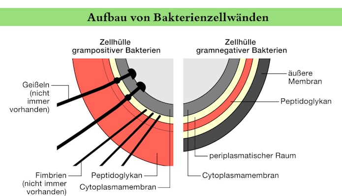 Bakterien: Aufbau von Bakterienzellwänden