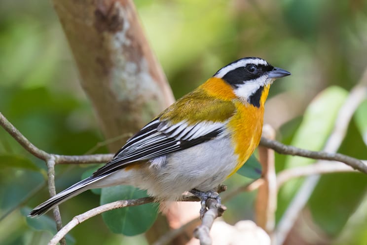 Tangaren: Kuba-Streifenkopftangare