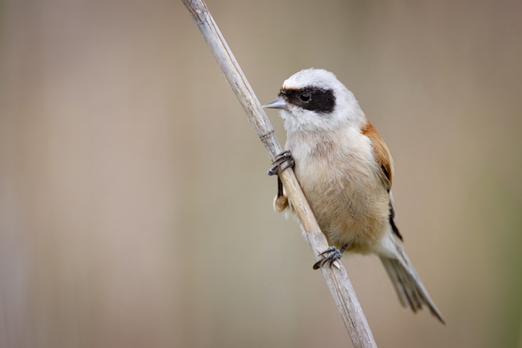 Beutelmeise (Remiz pendulinus)