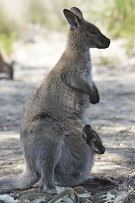 Riesenkängurus: Bennettkänguru