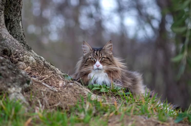 Norwegische Waldkatze