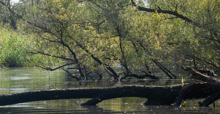 Biesbosch