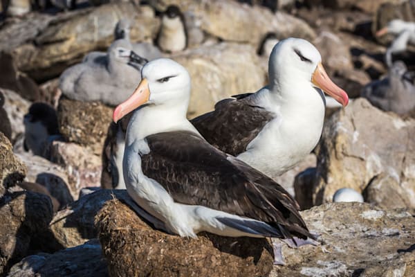 Albatrosse: Schwarzbrauenalbatros