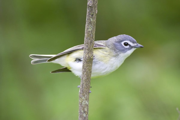 Vireos: Blaukopfvireo (Vireo solitarius)