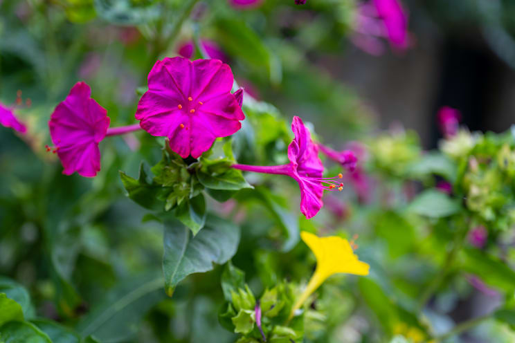 Wunderblume: Echte Wunderblume