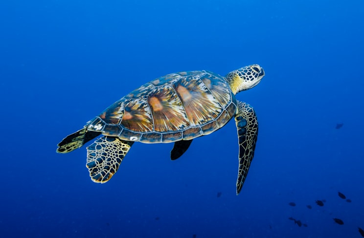 Grüne Meeresschildkröte