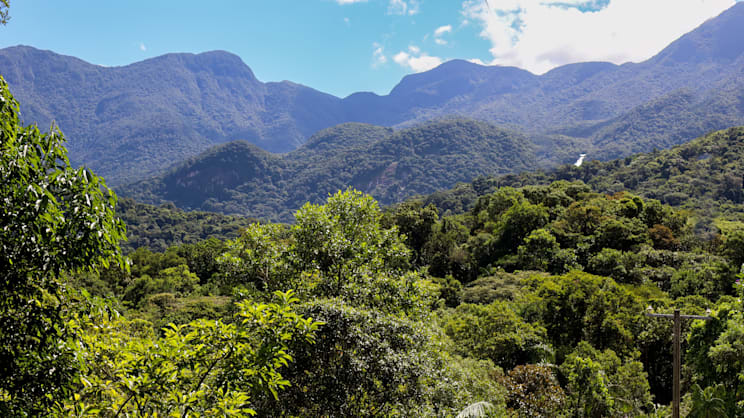 Mar: Atlantischer Regenwald