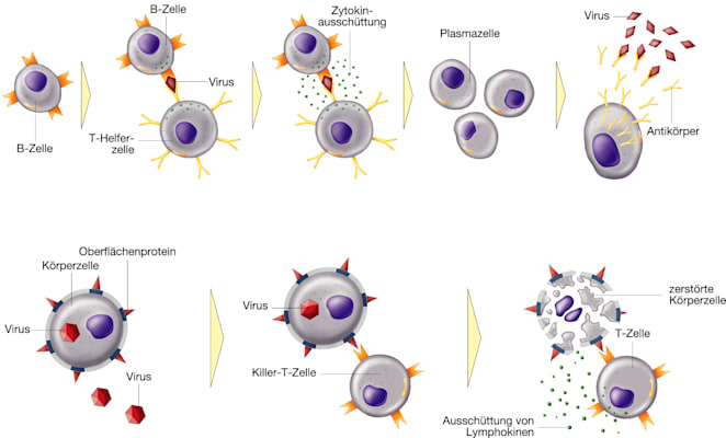 Immunsystem