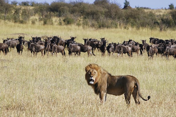 Masai-Mara-Wildreservat: Löwe