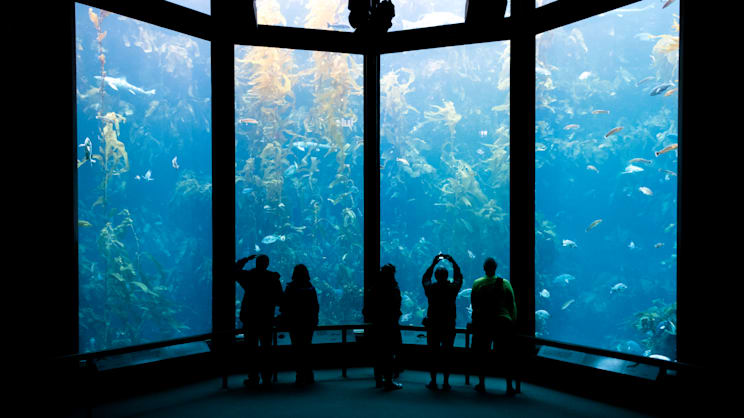 Monterey: Aquarium