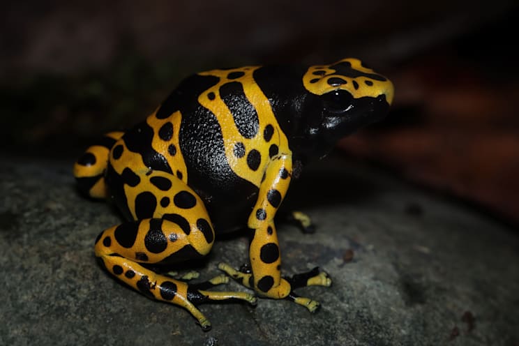 Farbfrösche: Gelbgebänderter Pfeilgiftfrosch