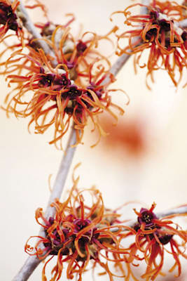 Zaubernuss (Hamamelis)