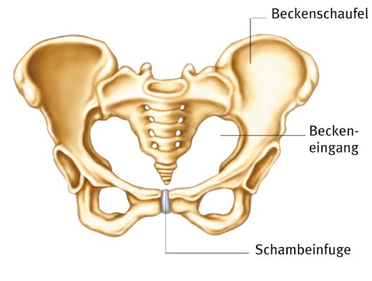 Beckengürtel: Schambeinfuge