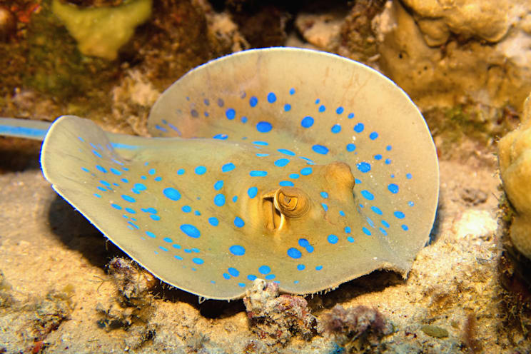 Blaupunkt-Stechrochen