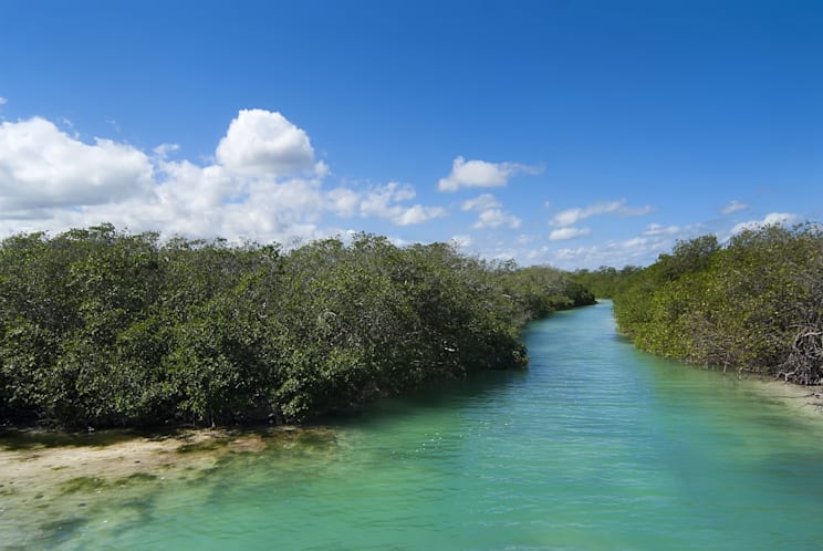 Sian Ka'an: Mangroven