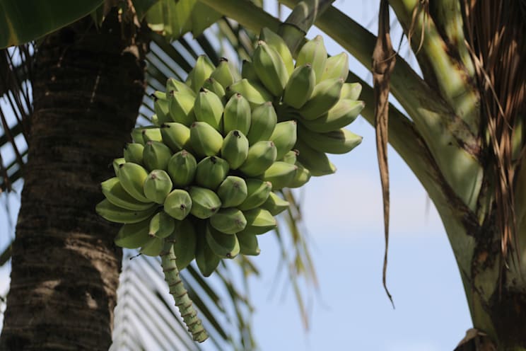 Bananenstaude im Gebiet der historischen Agrarlandschaft von Kuk auf Neuguinea