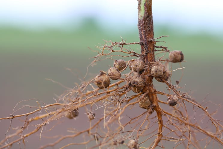 Wurzelknöllchen