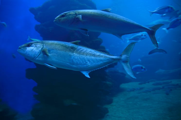 Makrelen und Thunfische: Europäische Makrele