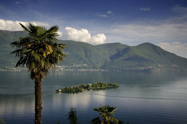 Palmen bei Brissago am Lago Maggiore