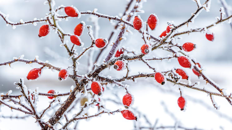 Hagebutte: Beeren an einem Zweig im Frost