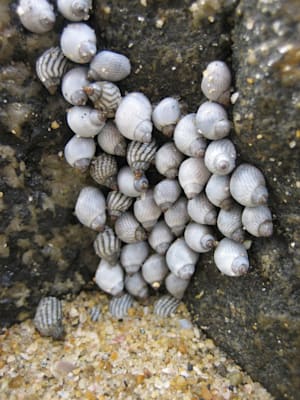 Strandschnecken: Gemeine Strandschnecke