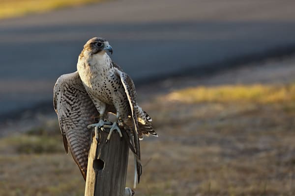 Gerfalke