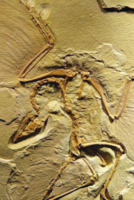 Archaeopteryx