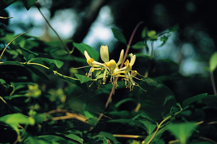 Heckenkirsche: Waldgeißblatt