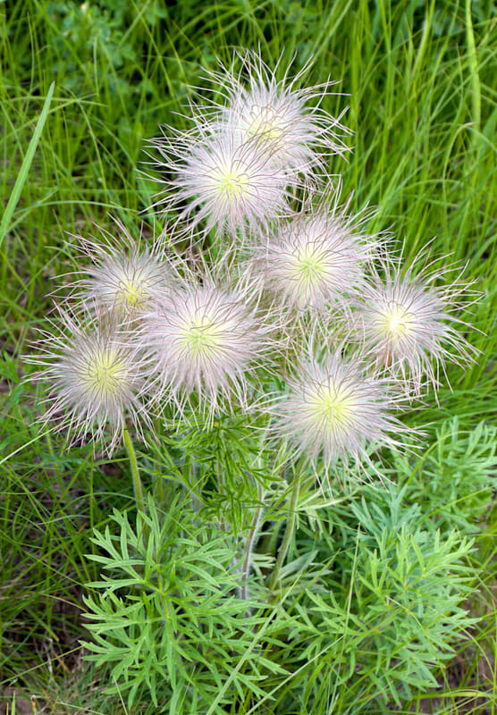 Küchenschelle: Alpenküchenschelle