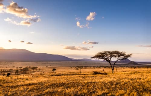 Savanne: Tsavo East National Park in Kenia