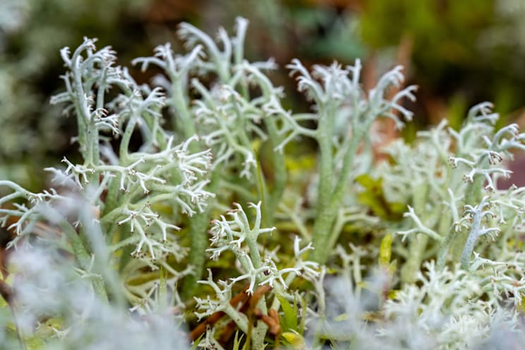 Flechten: Echte Rentierflechte