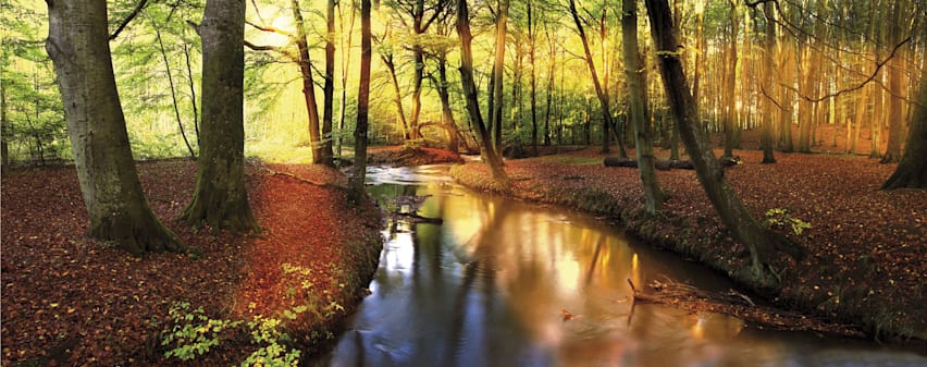 Buchenurwald in den Karpaten