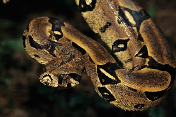 Boaschlangen: Boa constrictor