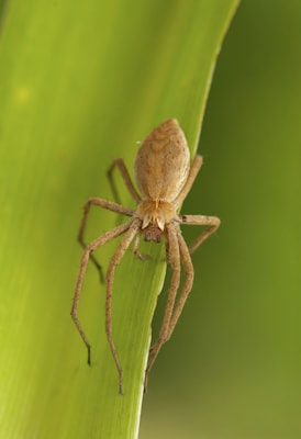 Raubspinnen: Pisaura mirabilis