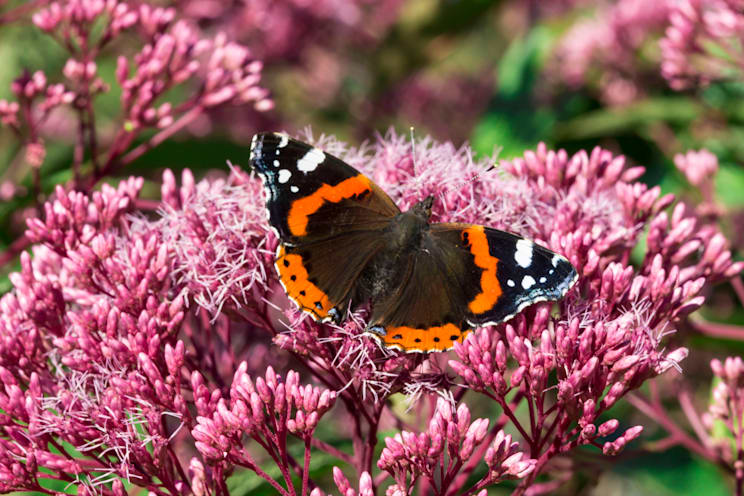 Schmetterlinge: Admiral