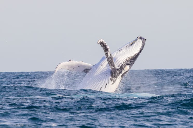 Bartenwale: Buckelwal