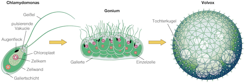 Vom Einzeller zum Vielzeller