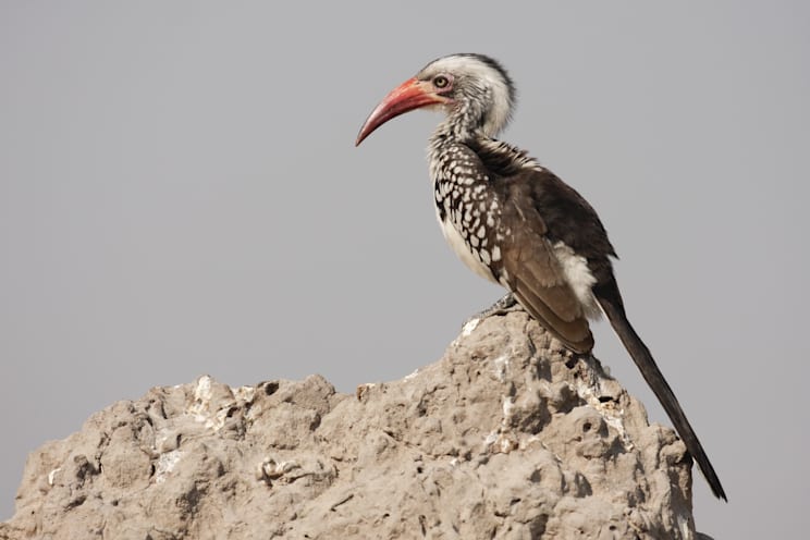 Tokos: Rotschnabeltoko