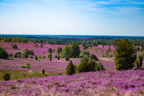 Lüneburger Heide