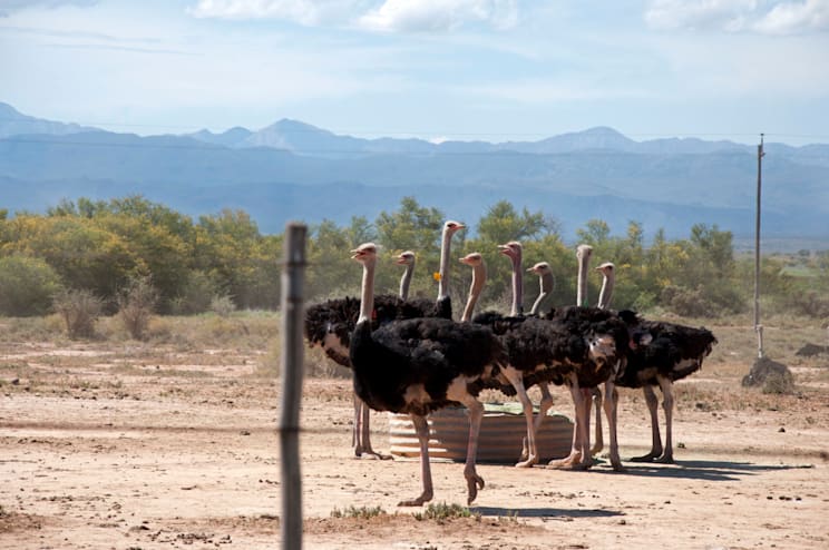 Oudtshoorn: Straußenfarm