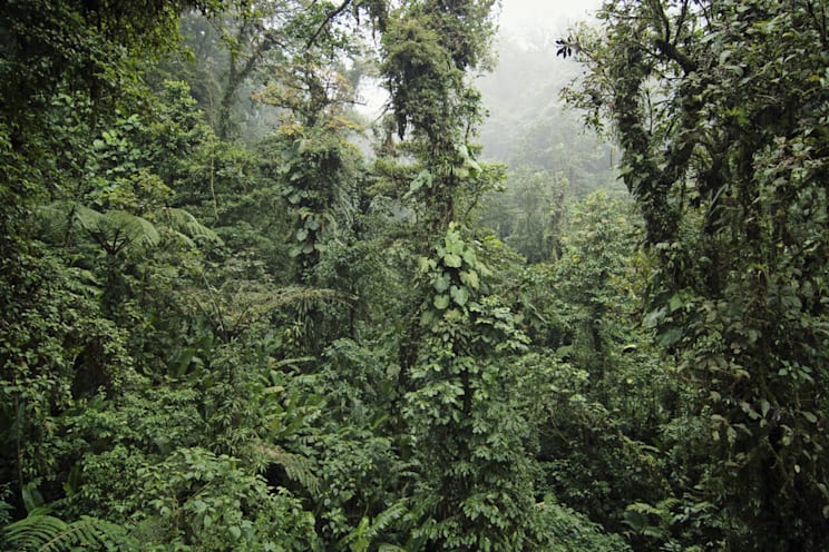 Regenwald in Costa Rica