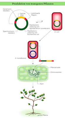 Produktion von transgenen Pflanzen (Grafik)