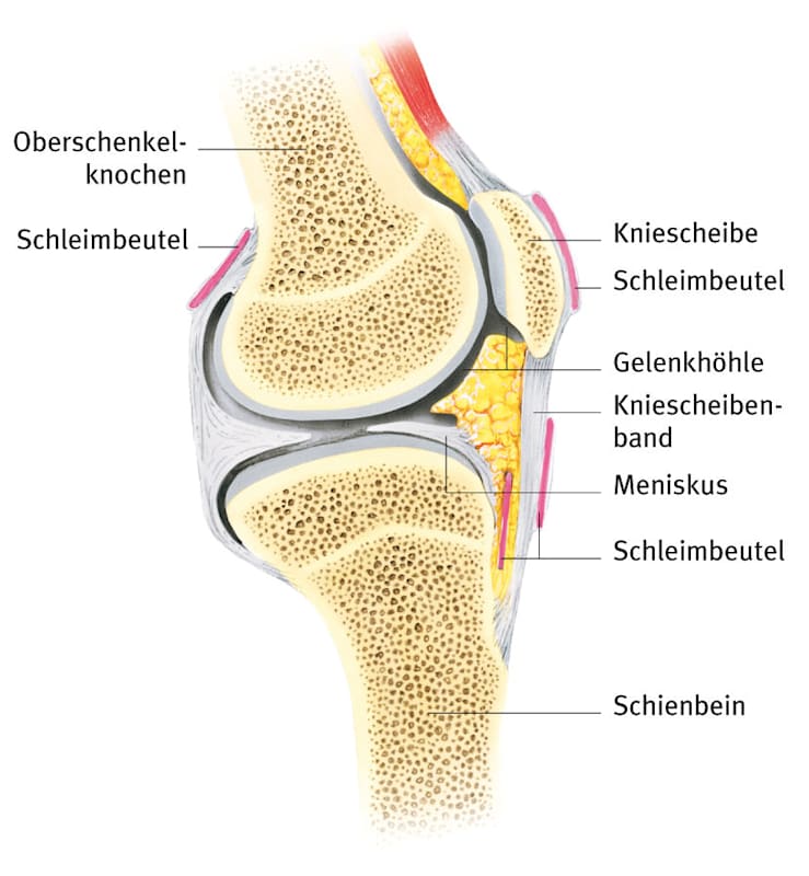 Aufbau eines menschlichen Kniegelenkes (Schema)