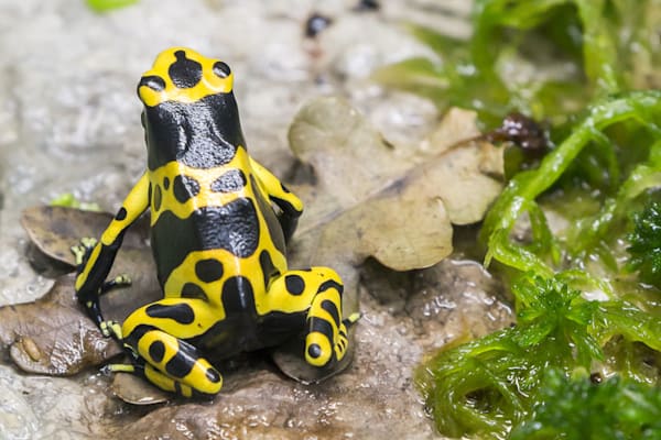 Farbfrösche: Gelbgebänderter Pfeilgiftfrosch