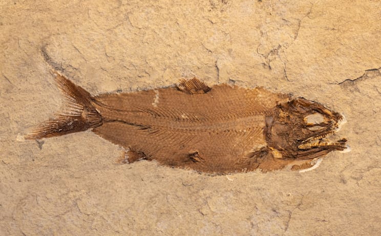 Fossilien: Fisch