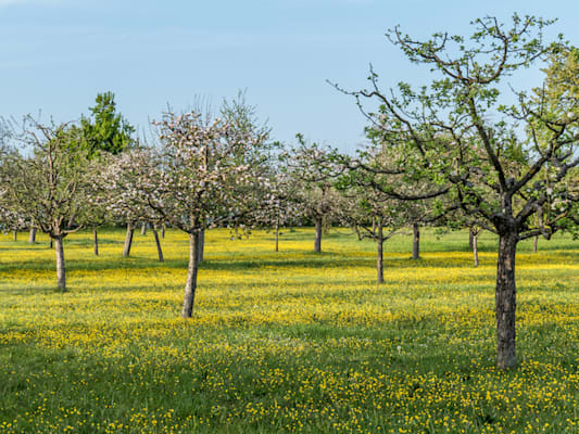 Streuobstwiese