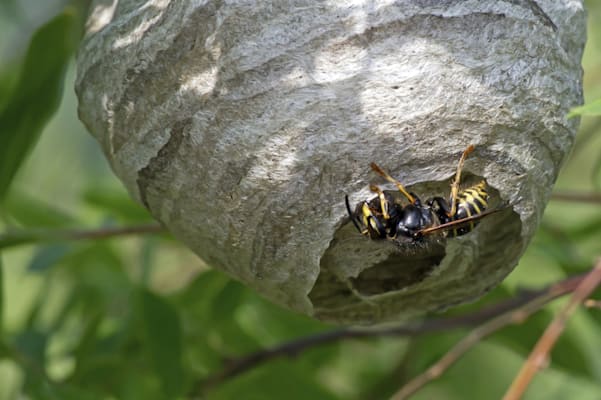 Papierwespen